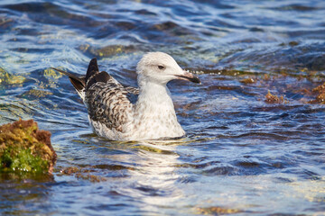 seagull in the water