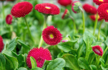 Delicate pink and red daisies in the flower pot. Spring garden decorations