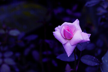 Fototapeta na wymiar Pink Rose flower with blue background rose leaves. Roses flowers growing outdoors. Copy space.