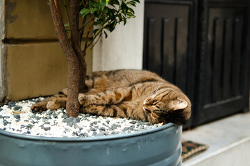 Sleeping cat under a tree on a street in Istanbul, Turkey. 