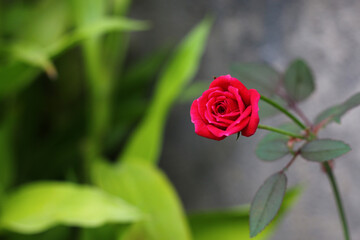 Red Rose leaves with raindrops on background rose leaves. Roses flowers growing outdoors. Copy space.