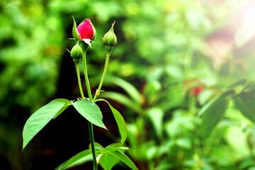 Red Rose leaves with sun flare on background rose leaves. Roses flowers growing outdoors. Copy space.