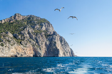 Fototapeta na wymiar seagulls on the rock