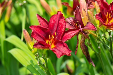 close up of a flower