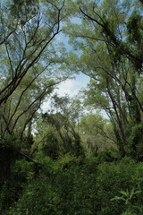 Tropical rainforest background. View of the green leaves foliage and tree trunks in the jungle.
