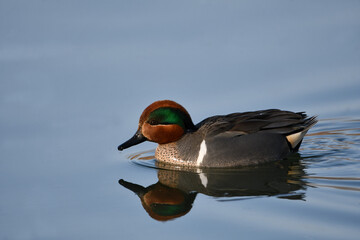 Male Green Winged Teal duck