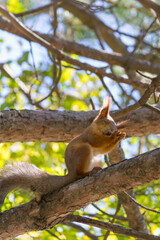 Obraz premium squirrel on tree