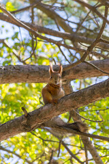 squirrel on tree