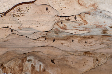 Cuba. Varadero. Cave Ambrosio. A flock of bats on the ceiling