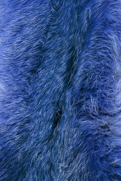 Fashionable luxury  fluffy close-up of painted fox fur in cold colors. Bright blue texture of wild animal hair. 