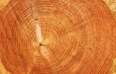 Naklejka premium Old and weathered wooden texture background