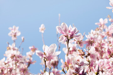 Magnolia branch, pink flowers close-up. Blooming, flowering tree brunches, romantic pastel colors, blue sky background. 