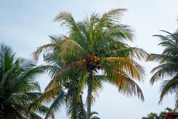 Fototapeta na wymiar Palmera con cocos en el otoño al lado de la playa