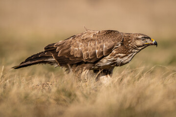 common buzzard standing alone