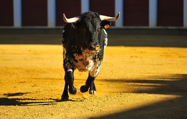 Fotobehang spanish bull in the traditional festival of bullfight © alberto