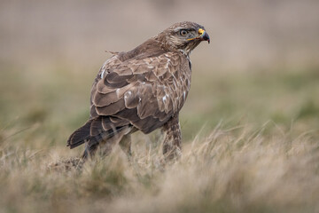 common buzzard standing alone