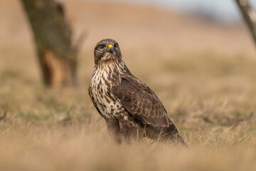 common buzzard standing alone
