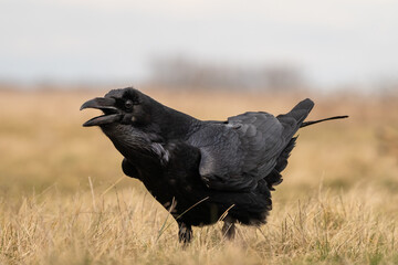 Black raven standing on a meadow