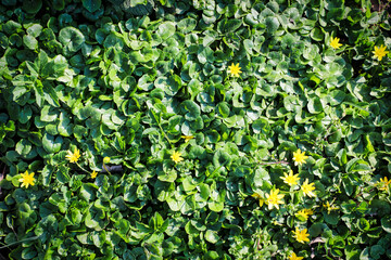 green leaves background