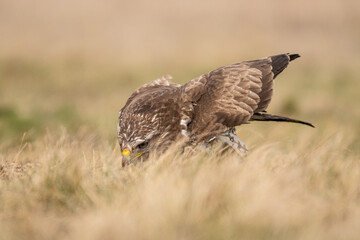 common buzzard standing alone