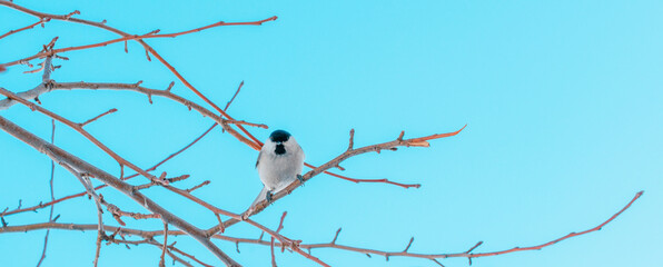 Bird on a branch of an apple tree without leaves.