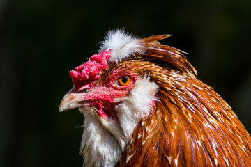 face of a farm rooster