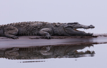 Krokodil im  National Chambal Sanctuary - Indien