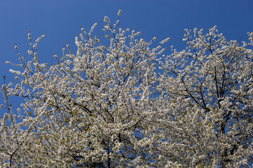 Wei&szlig; bl&uuml;hender Baum vor blauem Himmel