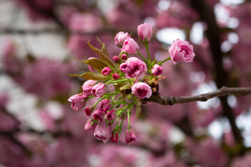Romantische Blüten in Rosa