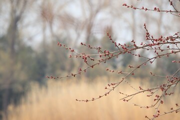 branch of a cherry tree in spring