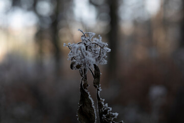 Winter: Gefrorene Blüte