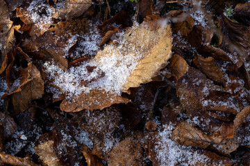 Waldboden im Winter mit gefrorenen Blättern
