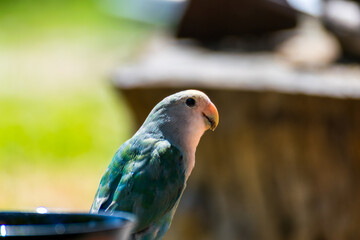lovebird on top of a garden plant. 