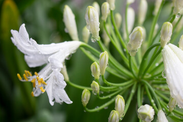 Weiße Linie nach dem Regen © Irmgard