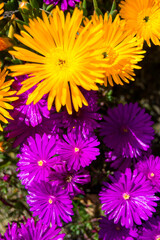 It is a plant with a purple flower called lion&acute;s nail. Its scientific name is carpobrotus acinaciformis.