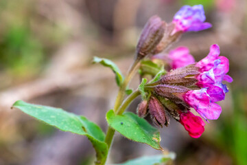 Macro of early spring plant Lungwort (Pulmonaria officinalis) blooms in the wild forest.