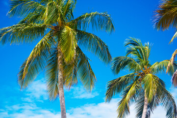 Closeup of palm trees against blue sky. Vacation in Dominicana. Relax