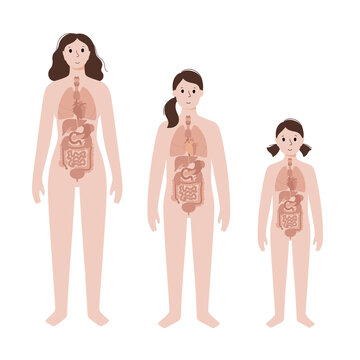 Internal organs in female body