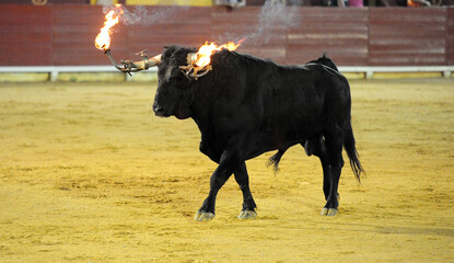 spanish bull in the traditional festival of bullfight © alberto