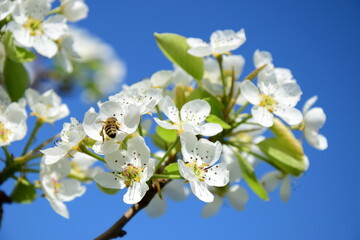 Weiße Blüten eines Birnenbaumes vor unscharfen Hintergrund - Blütezeit in Südtirol, Lana,  Meran