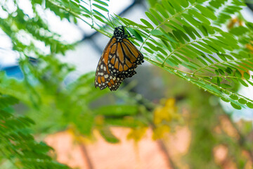Borboleta