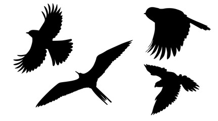 bird silhouettes