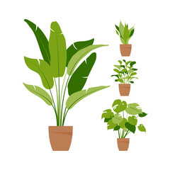 Collection home plants. Potted plants isolated on white. Vector set green tropical plants. Trendy home decor with indoor plants, planters, tropical leaves. Flat.
