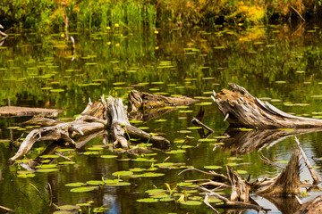 Logs in a swamp at Lake Solitude in New Hampshire.