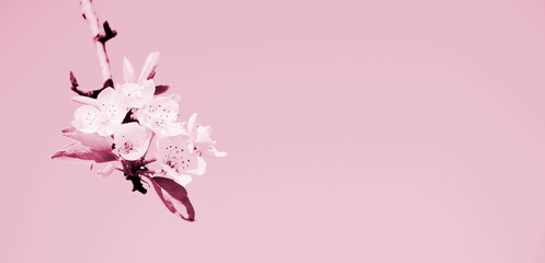 Blüten in rosa und pink - Hintergrund und Banner