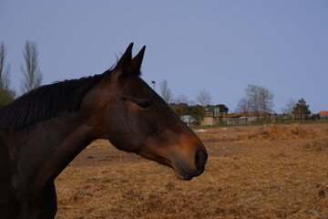 Obraz premium Face of a black horse
