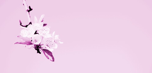 Blüten in rosa als Banner und Hintergrund - isoliert und freigestellt mit Freiraum für Text