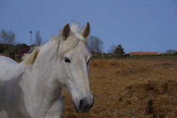 Face of a white horse