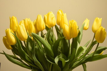 bukiet tulipanów © drlmk