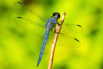 Slate skimmer dragonfly on a branch in New Hampshire.